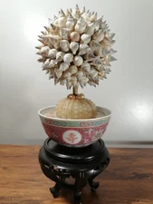 Conch shell ball installed in beautiful porcelain bowls, oriental ocean style