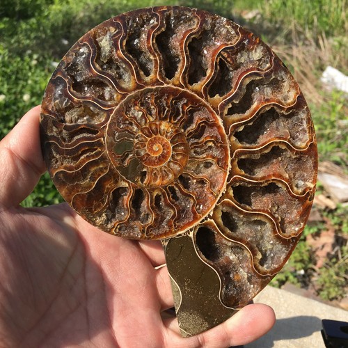 Conchiglia fossile di ammonite naturale campione guarigione+stand1pz - Foto 7 di 12