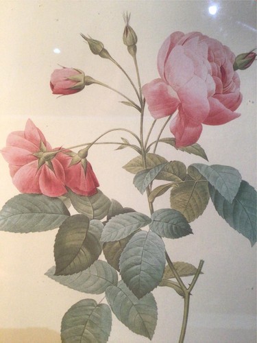 Framed Rose Art Print Rosa Reclinata Flore Sub Multiplici Pierre Joseph Redoute - Picture 3 of 5