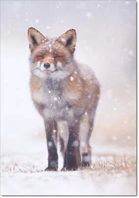Doodlecards Pack of 10 Christmas Cards Red Fox in the Snow
