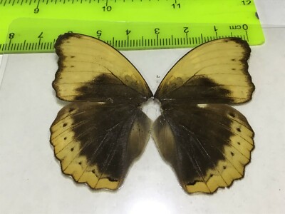 UAB 33 A+/ A Cymothoe fumana balluca  MALE  CLOSE OUT SALE