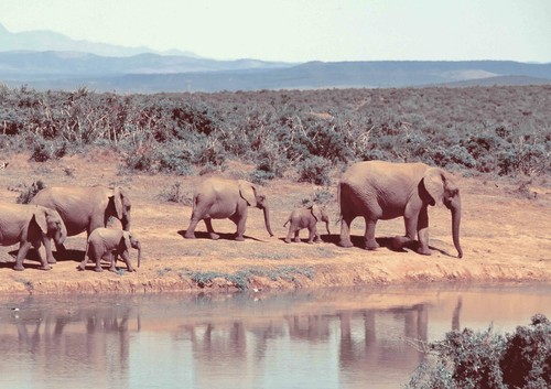 AFRICA SEPIA - Elephant Herd Poster Picture Print Sizes A5 to A0 **FREE DELIVERY - Picture 2 of 14