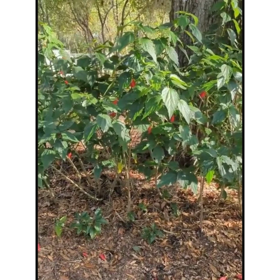5 Red Hibiscus Cuttings - Turkish Cap/Wax Mallow Variety Home Grown - Image 2 of 3
