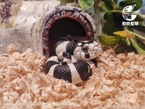 Animal Heavenly Body California Kingsnake Collectible Sanke Statue - Picture 4 of 8