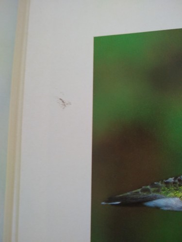 The Art of Photographing North American Birds 1984 Isidor Jeklin & Donald Waite - Imagen 14 de 14