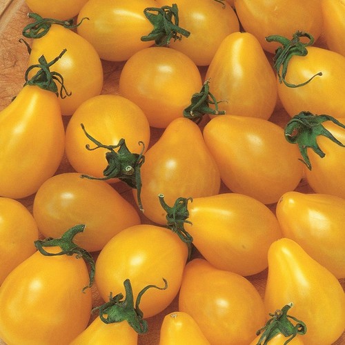 TOMATO YELLOW PEAR UK SOURCED NATURAL SEED 120 SEEDS SOW BY 08/2026 - Picture 4 of 12