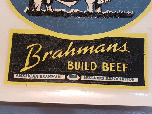 Decal Brahmans Build Beef Breeder Association Logo Water Release Slide Vintage - Picture 3 of 5