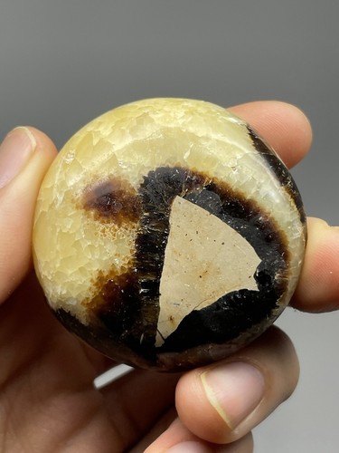 Septarian Nodule 2,7oz Palmenstein poliert Trauma Heilung Reiki emotional L6 - Bild 1 von 12