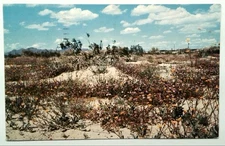 Vintage Desert Verbenas & Sunflowers Arizona Photochrome Postcard 1962