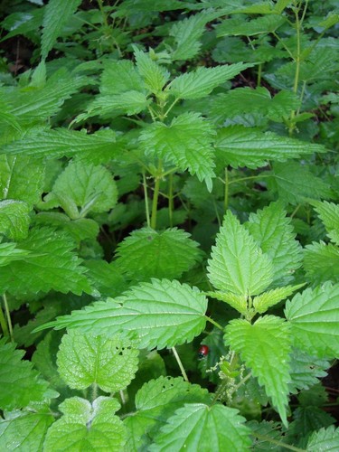 Common Nettle - Urtica dioica - 600 Seeds - Great for wildlife, Tea & Beer! - Picture 2 of 3