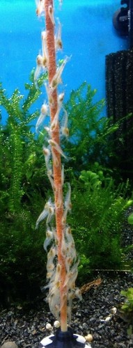Shrimp Lollies Sonder-Editionen-Set / 50 Stück / Garnelen Lutscher Stangen - Bild 8 von 9
