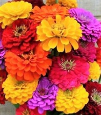 California Giant Zinnia Seeds NON-GMO 100 SEEDS BUY 4 ITEMS FREE SHIPPING