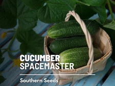 Cucumber, Spacemaster - Heirloom Seeds - GMO Free (Cucumis sativus)