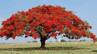 Flamboyant Flame Tree Seeds to Grow | 10 Seeds | Delonix ...