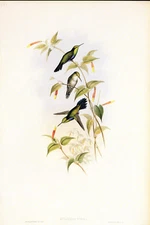 1990 Vintage HUMMINGBIRD #337 "JULIAMYA" GORGEOUS GOULD Art Lithograph Print