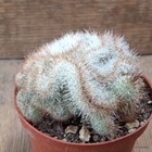 D7278 MAMMILLARIA SPINOSISSIMA CRESTED pot10-H6-W10 cm MaMa Cactus