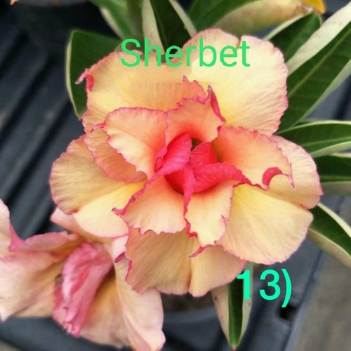 4 Sherbert Desert Rose Seeds Adenium Obesum Flower Perennial Seed US SELLER - Picture 15 of 24