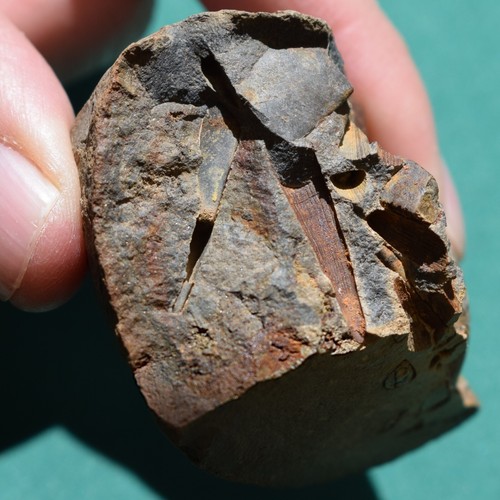 Tentaculites Fossil from Bolivia Devonian - Picture 3 of 14