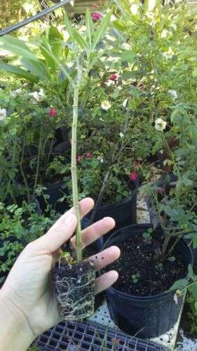 Milkweed 6 Plant 5" tall Starter Plants 1-2 Branches - Picture 4 of 4