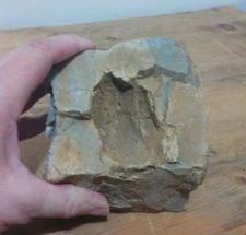 Rock Stone Big Unusual Hole Hag Fossil? Native American? Chert Flint Air Plant