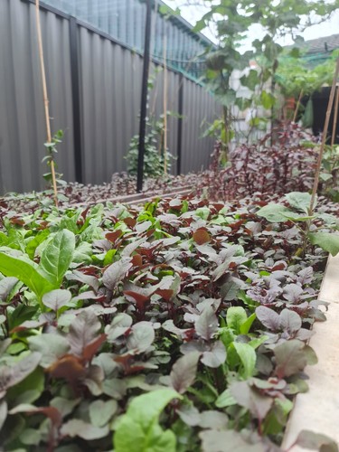 Organic Red Amaranth Lal Sakh Seeds ( লাল শাক বীজ) OZ Backyard Grown 1000+ Seeds - Picture 3 of 6