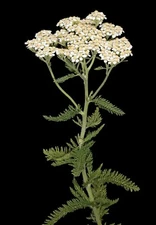 White Yarrow Seeds | NON-GMO | Heirloom | Fresh Garden Seeds. 25 Seeds
