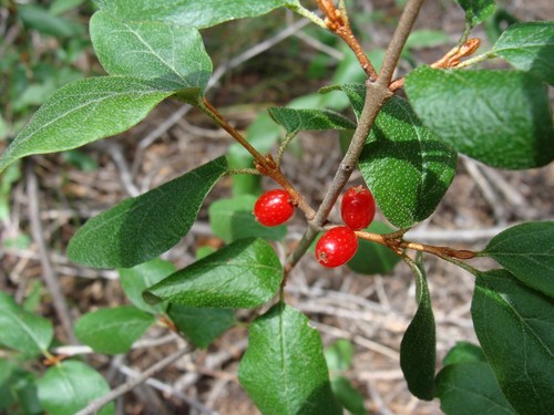 Semillas de arbusto Russet Buffaloberry, Shepherdia canadensis (rápidas, comestibles, resistentes) - Imagen 2 de 3