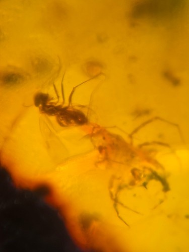 10 pieces authentic Myanmar insect Amber specimen fossil dinosaur age 10.1-22 - Picture 10 of 12
