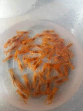 Dwarf Mexican Orange  Crayfish Breeder Colony 1 male 3 females