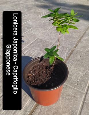 Lonicera Japonica Chinensis - Piante Rampicanti Profumate, Vaso Ø16, Altezza 120-140cm