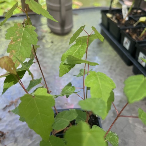 Maple Tree  Seedlings  (5)  Acer   plugs grown from seed shipped in the pot - Picture 6 of 12