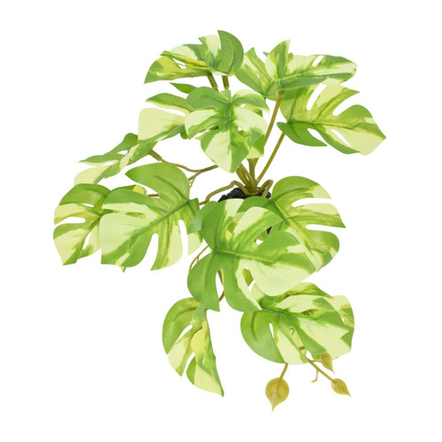 Komodo stehende varigierte Monstera Pflanze 1ea/5 Zoll
