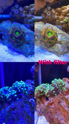 Orange Filter Coral Color Enhancing Fish Tank Photography Lens Free Shipping - Picture 6 of 8