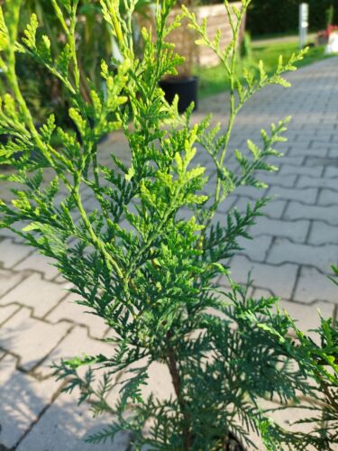 18 Stück Thuja Brabant ca 40 Bis 45 cm, Lebensbaum, immergrüne Heckenpflanzen - Bild 5 von 5