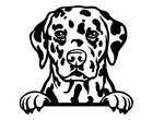 Dalmatian Cute Peeking Dog 4" Magnet Fridge Magnet Dog Mom Dog Dad 🐶