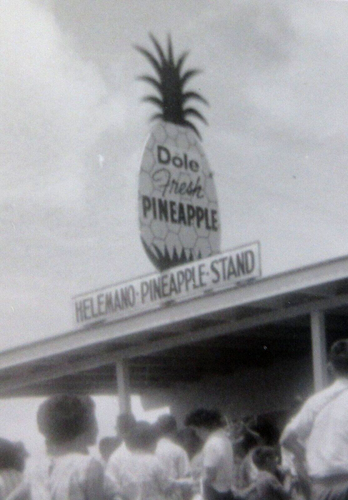Foto vintage Hawaii Dole supporto ananas piantagione di Helemano Wahiawa Oahu anni '50 - Foto 3 di 4