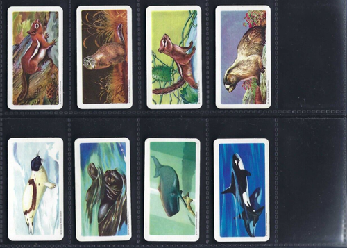 BROOKE BOND (CANADA) - ANIMALS OF NORTH AMERICA (ROLAND 47MM) - SET OF 48 CARDS - Picture 5 of 10