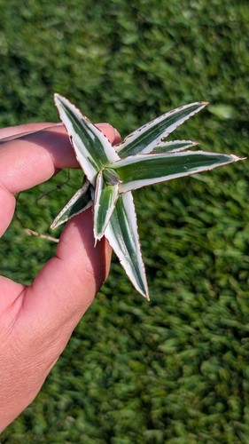 Agave Victoriae-Reginae White Rhino - Bild 13 von 16