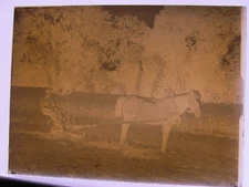 Farmer with plough and horse unique motif hist. Negatives Circa 1900 No 1