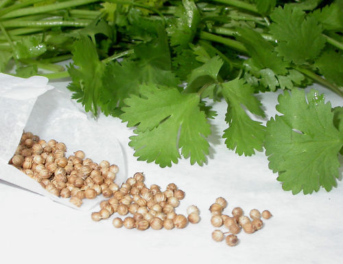 CILANTRO perejil arabe AROMATICA coriandrum sativum 600 Semillas Seeds