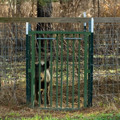Hog Slammer Trap Gate 22009043000 Ebay