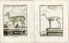 2 Antique Prints-WHITE TAILED DEER-ODOCOILEUS VIRGINIANUS-46-Fritsch-Buffon-1781