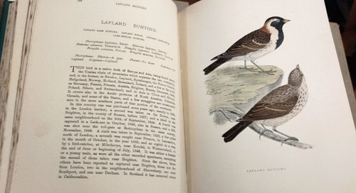 F. O. MORRIS/ HISTORY OF BRITISH BIRDS/ OISEAUX D'ANGLETERRE/ 400 planches/1903 - Imagen 15 de 21