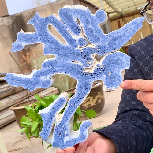 1.25LB Natural Blue Coral Reef Cluster Marine Mineral Crystal Specimen - 第 8/24 張圖片