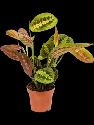 Maranta Fascinator - Tricolour Prayer Plant In 12cm Pot - Picture 4 of 4