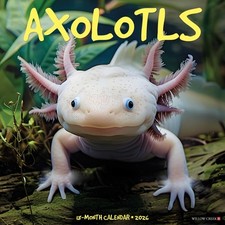 Axolotls 2026 12" x 12" Wall Calendar (free shipping)