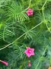 Cypress Vine - Fresh 2024 - 10 Flower Seeds Free Shipping