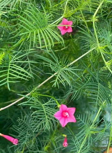 CYPRESS VINE 10 - FRESH 2024 - FLOWER SEEDS FREE SHIPPING -