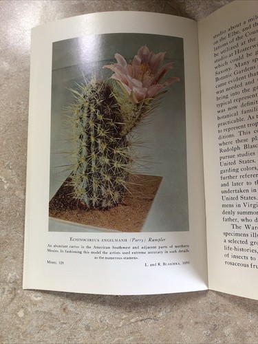 Glass Flowers in the Ware Collection Harvard Botanical Museum booklet 1963 - Picture 8 of 8