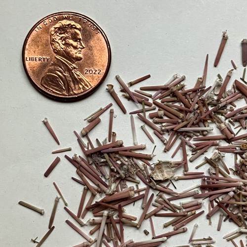 1/2 TL echte lila Seeigel STACHELN Nadeln Mini Basteln Matrosen Valentinstag - Bild 4 von 6